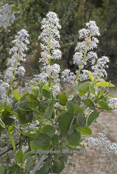 ceanothus leucodermis 6 graphic